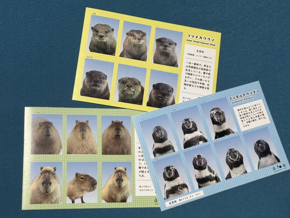 証明写真風シール 5周年限定デザインの公式掲載画像